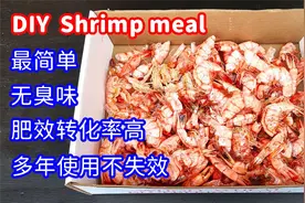 自制虾壳粉：虾皮肥制作简单，无异味，肥效高，并可多年使用