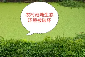 农村池塘水质被污染，造成池塘里面生态环境破坏，值得我们反思哟视频封面