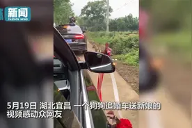 女主人出嫁 狗狗追婚车狂奔5、6公里送亲!现场一幕感动众人视频封面