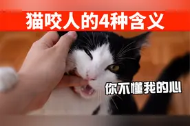 猫咪咬人的4种含义！咬你就对了，谁叫你不懂它的心！视频封面
