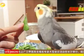 养鹦鹉染病：网购鹦鹉取乐，染上鸟热差点要了命，爱鸟人士要注意视频封面