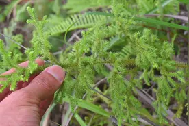 垂穗石松又名铺地蜈蚣，是一味野生中药材，农民对它的了解不多？