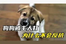 狗狗为什么被主人打，始终都不会反抗，还会认错求原谅视频封面
