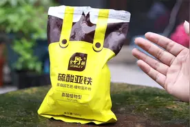 养花黄叶了怎么办？园艺师教你，用硫酸亚铁，改善植物黄叶现象