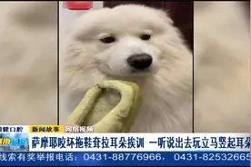 两幅面孔？萨摩耶闯祸后耸拉耳朵挨训，一听出去玩立马竖起耳朵视频封面