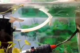 孔雀鱼孕母一隔离就死亡，主要还是隔离盒的原因视频封面