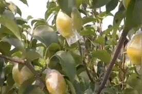 糖尿病人不能吃梨？营养师辟谣！视频封面