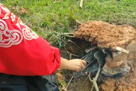 女侠捡一大窝鸟蛋，用古老方法放在大火一烤，味道太香了