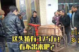 小赵买了一头黄毛猪，看着短短的一头猪，称重居然有375斤！视频封面