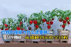 阳台庭院种甜辣椒，从播种到采收4个月全过程视频封面