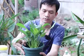 一帆风顺叶片发黄，注意这几点，绿叶盖满盆视频封面