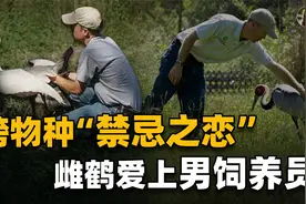 动物居然向人求偶？雌鹤拒绝同类后爱上饲养员，一人一鸟相伴18年视频封面