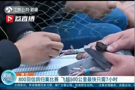 800羽信鸽归巢比赛 飞越500公里最快只需7小时