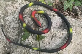 仿真蛇玩具吓人软胶蛇整蛊吓人大号假蛇园艺花卉装饰加长大蛇摆件视频封面