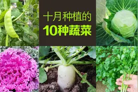 十月种什么蔬菜？推荐这10种蔬菜，非常简单，一直吃到明年春天