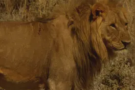 猎豹：狮子施行一夫多妻制，在48小时内，竟能交配多达150次视频封面