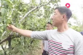 潍坊遭遇冰雹袭击，大棚和果树都遭了殃，保险理赔为村民减少损失视频封面