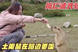 西安姑娘冈仁波齐徒步转山，碰到土拨鼠在路边要吃的，样子太可爱视频封面