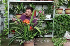 养6年的君子兰，年年开花，今年一次3枝“花箭”，再过几年开十枝视频封面
