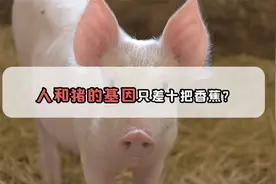那些让你怀疑人生的人类亲戚，你和猪的基因其实只差十把香蕉视频封面