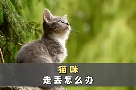 猫咪走丢不要慌，按照这4步去找，很大几率能找回来！