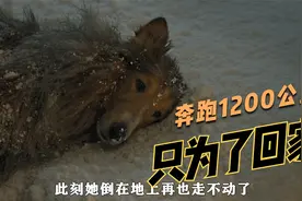 狗狗狂奔1200公里只为了回到小主人身边 催人泪下视频封面