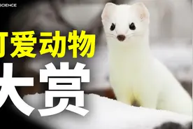 卡哇伊爆表！这些小可爱萌翻你的整个夏天～#抖音热门鉴定视频封面