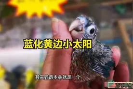 半毛蓝化黄边小太阳鹦鹉，萌萌哒！视频封面
