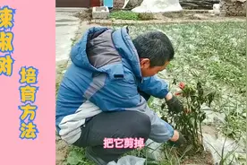 农村80岁老人的一个方法，能让辣椒秧连年收获，建议大家收藏视频封面