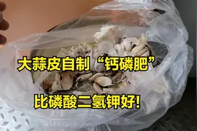 大蒜皮教你自制“钙磷肥”，比磷酸二氢钾好！视频封面
