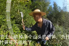 2051节上山砍掉半个山头的竹笋，为什么？这竹笋可不能吃了视频封面