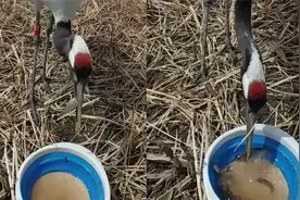 保护动物就是了不起，男子钓鱼碰上丹顶鹤来蹭饭：不敢问也不敢动视频封面