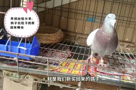 信鸽拉水便、拉稀是什么原因引起的呢？掌握这些知识鸽子很好养