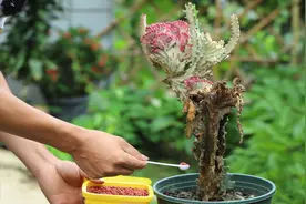 龙骨出现这种情况，一勺它下去，让它快速复活视频封面