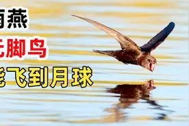 雨燕学名无脚鸟，10个月脚不沾地，一生能飞到月球的距离视频封面