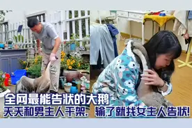 全网最能告状的大鹅，天天和男主人干架，输了就找女主人告状！视频封面