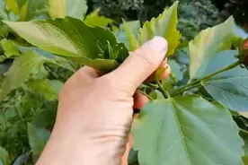 被白粉虱祸害的花，忍痛扔进了绿化带，2个月后居然成了这样视频封面