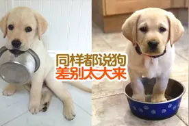 外国人养的狗对比中国人养的狗，同样都说狗差别咋就这么大呢视频封面