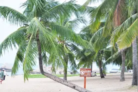 夏威夷的椰树为何“不结果”？视频封面