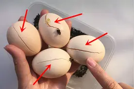 不小心把4个鸡蛋冻到开裂，蛋清蛋黄成冰块了，确定能吃吗？视频封面