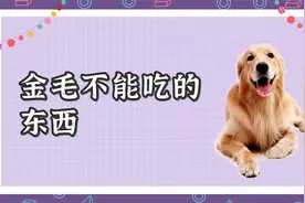 金毛不能吃的东西，主人别忘了