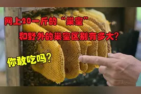 网上月销10万的“巢蜜”和野生巢蜜有多大区别？现在你还敢买吗