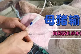 母猪输液的用药及扎针方法，简单粗暴！适合小养户和新手视频封面