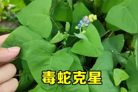 这植物是毒蛇的克星，当地人称它为“还魂草”，价值原来这么大？视频封面