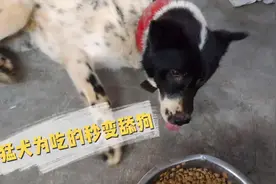 土狗饭量大一顿能吃一盆，看到食物卑躬屈膝秒变舔狗，这货没救了视频封面