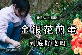 五一香了金银花，摘一筐做一道金银花煎鸡蛋，剩下的做花茶不香吗视频封面