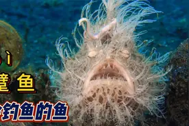 躄（bì）鱼-会钓鱼的鱼视频封面