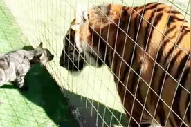 将猫和老虎放在一起，猫会不会被吃掉？网友：不愧是老虎的师傅！