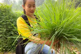 农村有一草，浑身是宝！头痛、胃痛？或许对你有帮助哦！