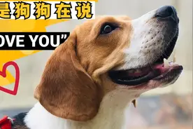 你的毛孩子有没有对你发出这十种信号？恭喜你成为它们的一生挚爱视频封面